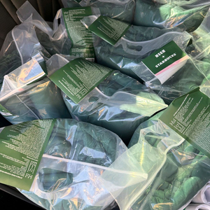 스타벅스 프리퀀시 블랭킷 그린 선착순