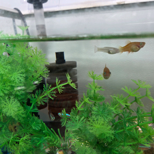 물고기 분양(열대어)