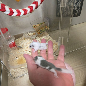 피그미다람쥐 햄스터 이미지