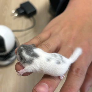 전북전주 피그미다람쥐 분양