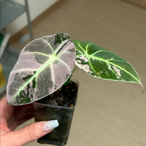 알로카시아 블랙벨벳 바리에가타