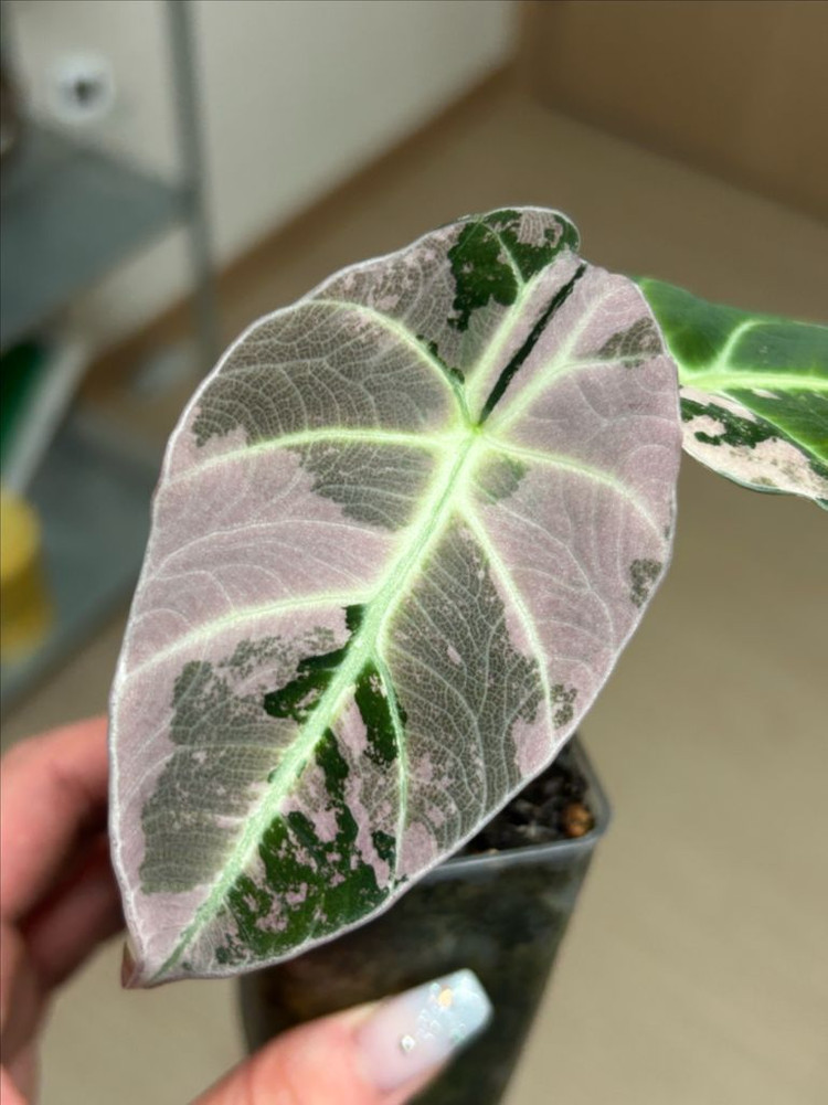 알로카시아 블랙벨벳 바리에가타 이미지