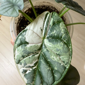 알로카시아 실버드래곤 화이트 바리에가타 실드바