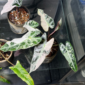 알로카시아 밤비노 화이트핑크 바리에가타