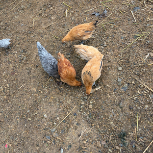 병아리 재래종 토종닭 청계닭