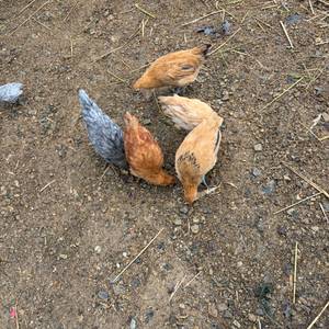 병아리 재래종 토종닭 청계닭