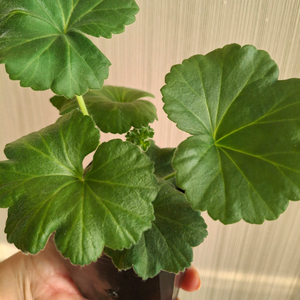 유폴로네즈 제라늄