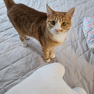 냥냥에 귀여워 해주세요.