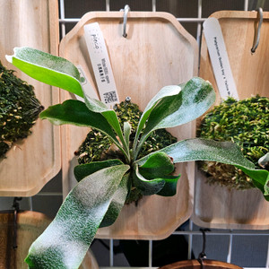 박쥐란 화이트 힐리