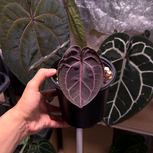 퍼플크리스탈리넘 프리미엄