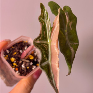 알로카시아 노빌리스 핑크