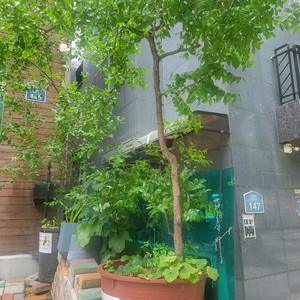 왕대추나무 11년