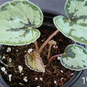 베고니아 딘두이 실버