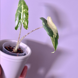 알로카시아 사리안 바리