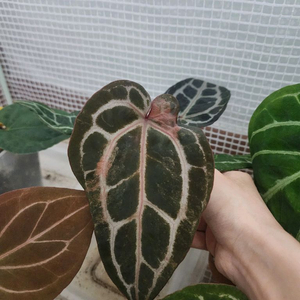 안스리움 레드크리스탈리넘 NSE