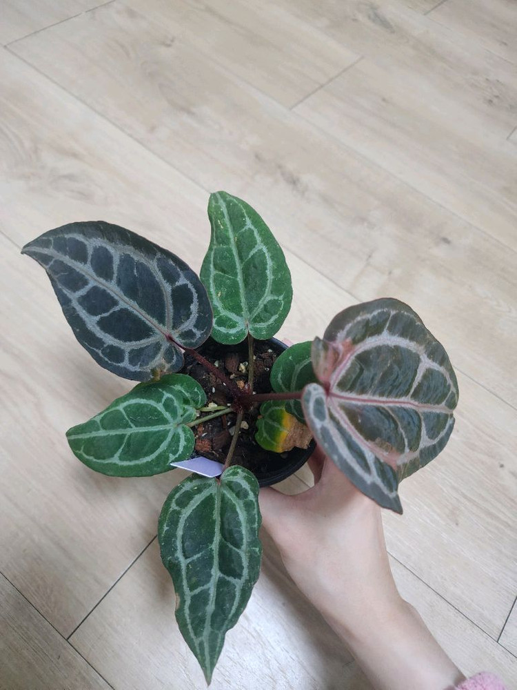 안스리움 레드크리스탈리넘 NSE--1