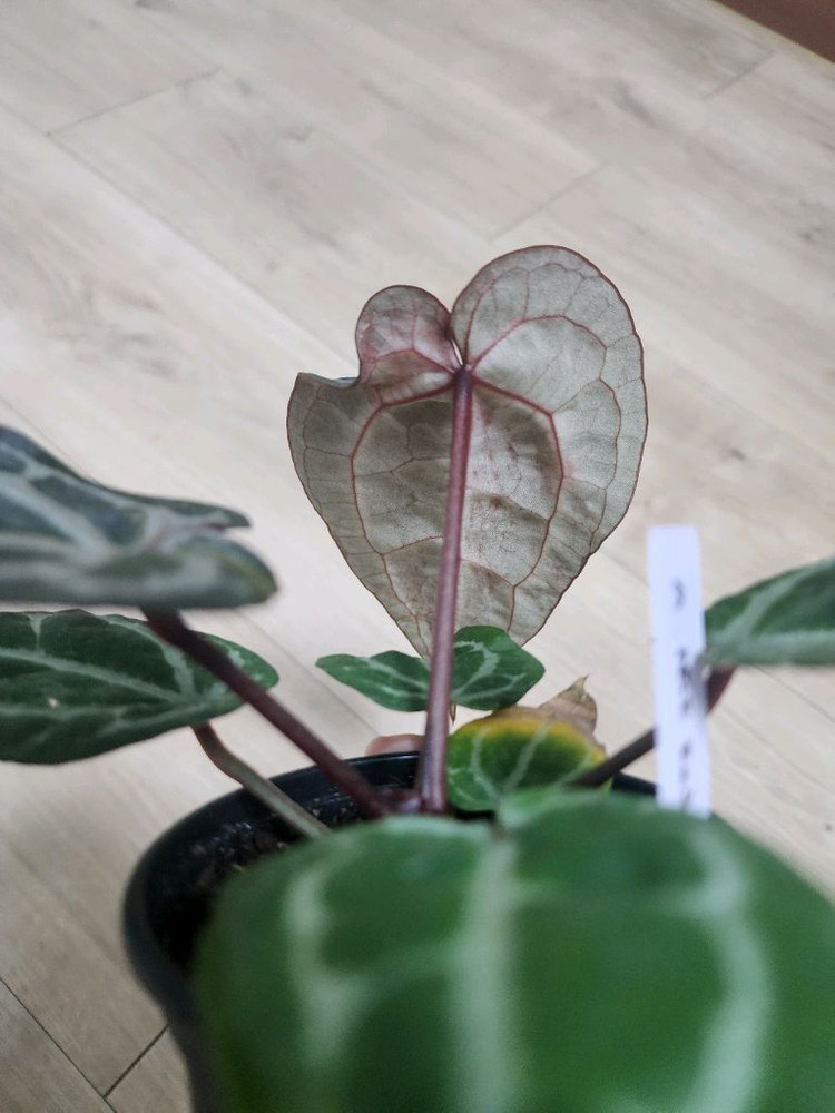 안스리움 레드크리스탈리넘 NSE--2