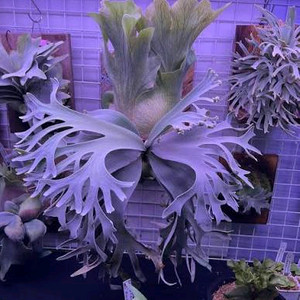 박쥐란 윌링키아이 winnie sporeling