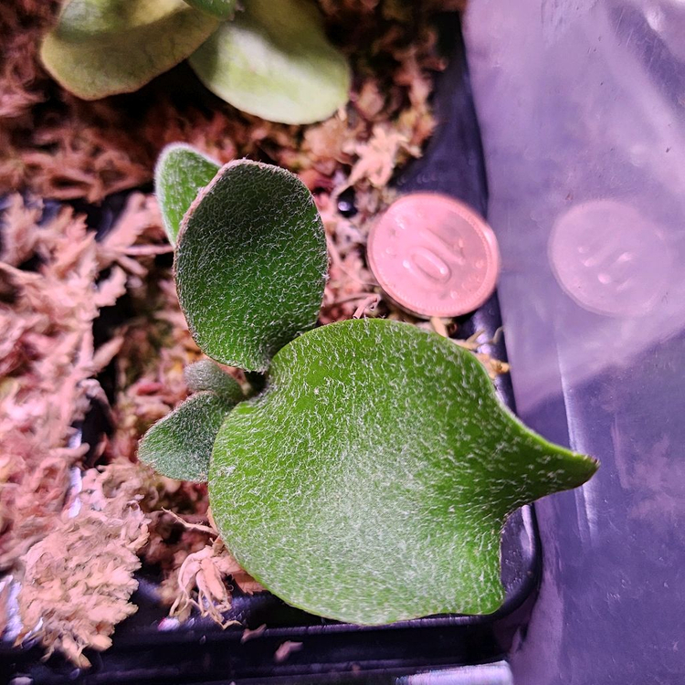 박쥐란 윌링키아이 winnie sporeling--1