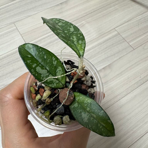 호야 크라시패티 올라타 스플래쉬 2번