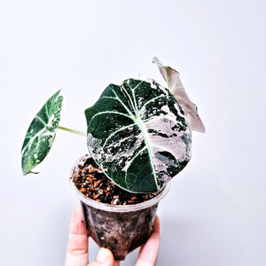 알로카시아 블랙벨벳 핑크 바리에가타