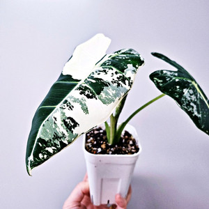 알로카시아 무늬프라이덱 바리에가타