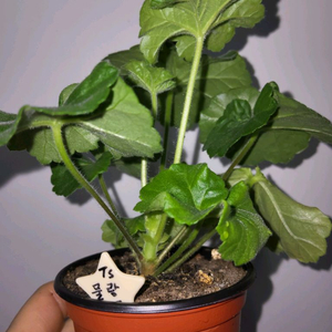 TS 물랑루즈 불가리아제라늄 (러시아제라늄x)9.0