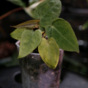 안스리움 크리스탈건3 x 파필 하이브리드