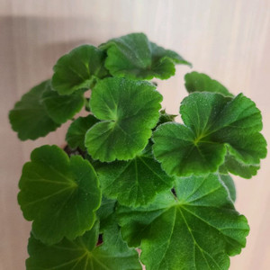 러시아제라늄 미올세라세라팜