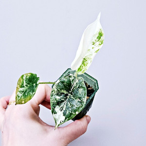 알로카시아 드래곤스케일 바리에가타