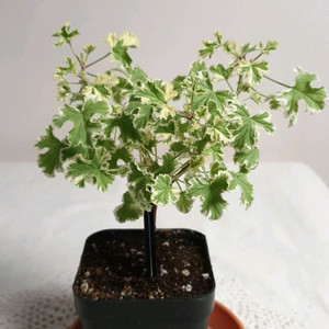 골웨이스타 ㅡ 센티드제라늄