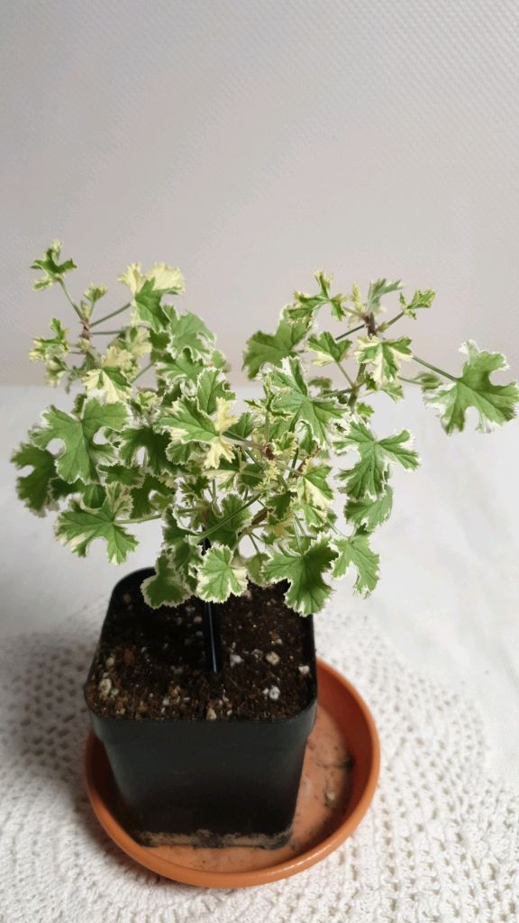 골웨이스타 ㅡ 센티드제라늄--1