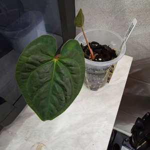 안스리움 리갈레 X 럭셔리안스(에콰제네라)네임택포함 이미지