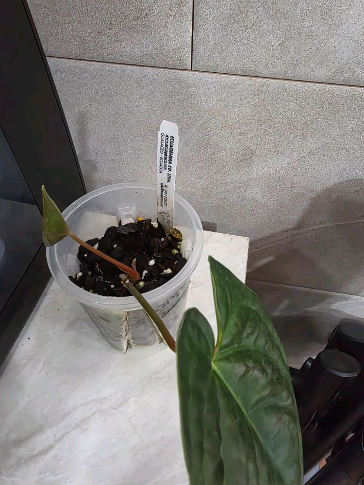 안스리움 리갈레 X 럭셔리안스(에콰제네라)네임택포함 이미지