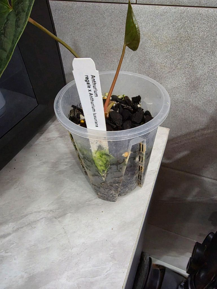 안스리움 리갈레 X 럭셔리안스(에콰제네라)네임택포함 이미지