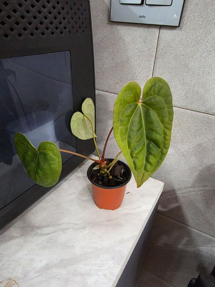 안스리움 리갈레 X 럭셔리안스 (에콰제네라 네임택 미포함) 이미지