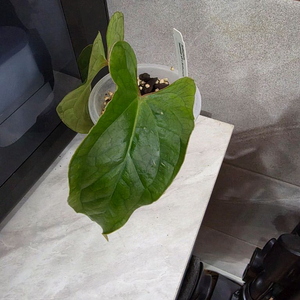 안스리움 베쎄AFF X 럭셔리안스(에콰제네라 네임택 포함) 이미지