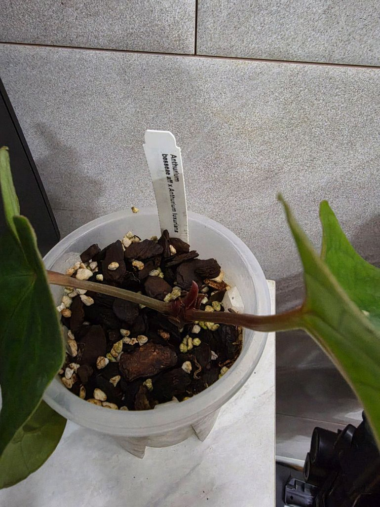 안스리움 베쎄AFF X 럭셔리안스(에콰제네라 네임택 포함) 이미지