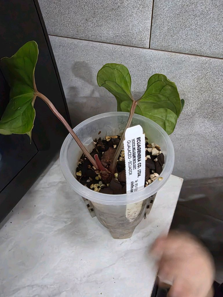 안스리움 베쎄AFF X 럭셔리안스(에콰제네라 네임택 포함) 이미지