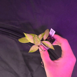 호야 라쿠노사 미도리