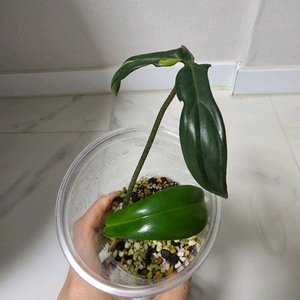 필로덴드론 플로리다뷰티 바리에가타 무늬바보