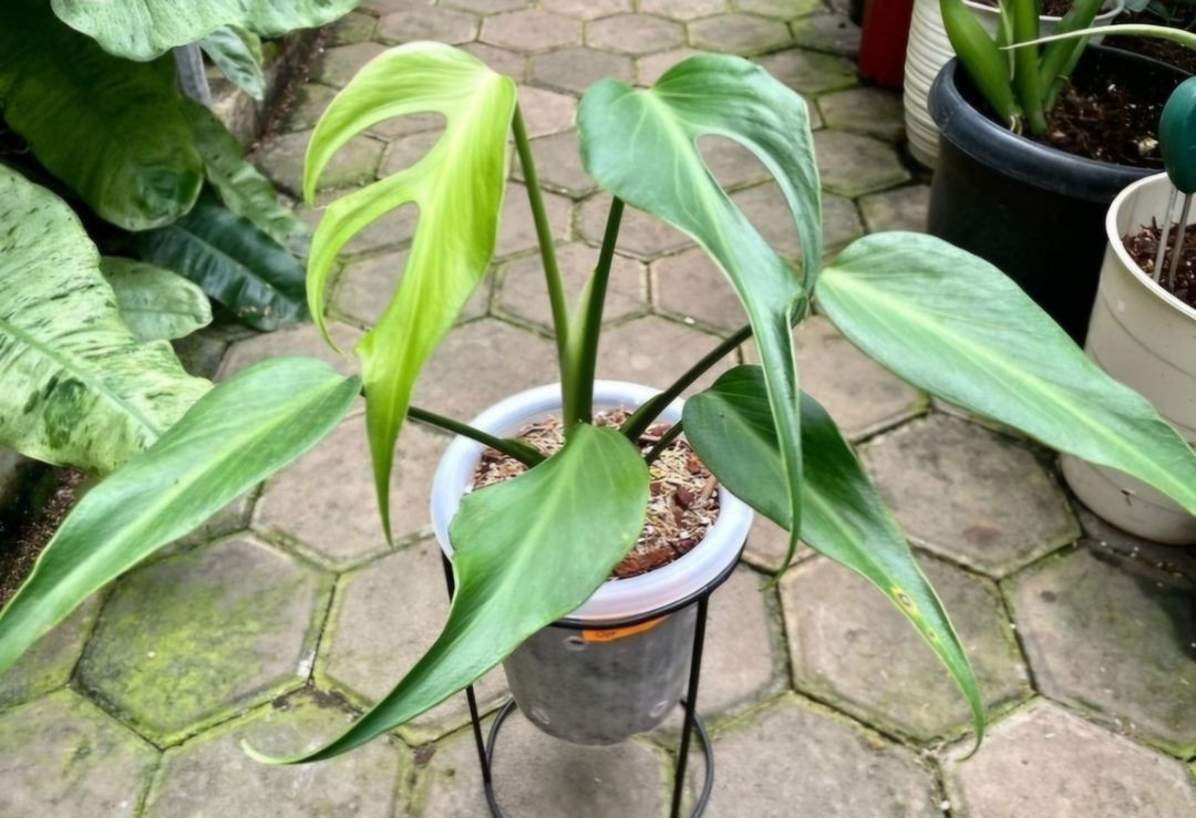 몬스테라 딜라체라타--2