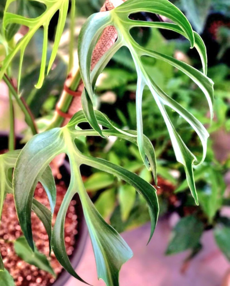 몬스테라 딜라체라타--3