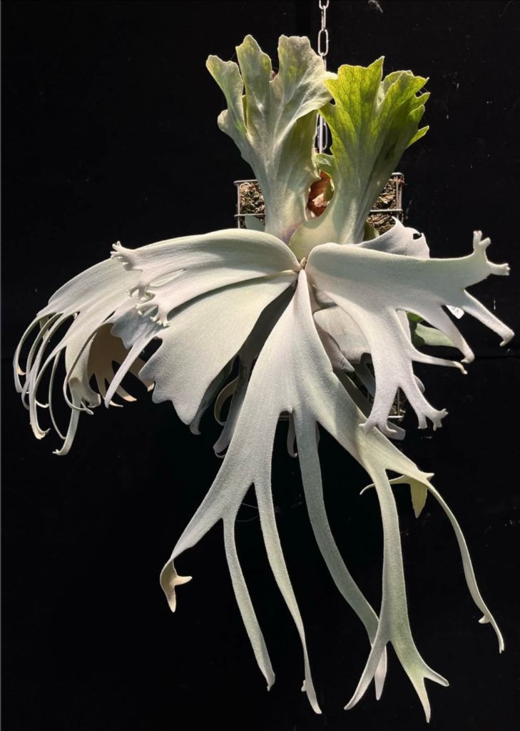 박쥐란 펄퀸 OC의 펍 from 하루하나--2