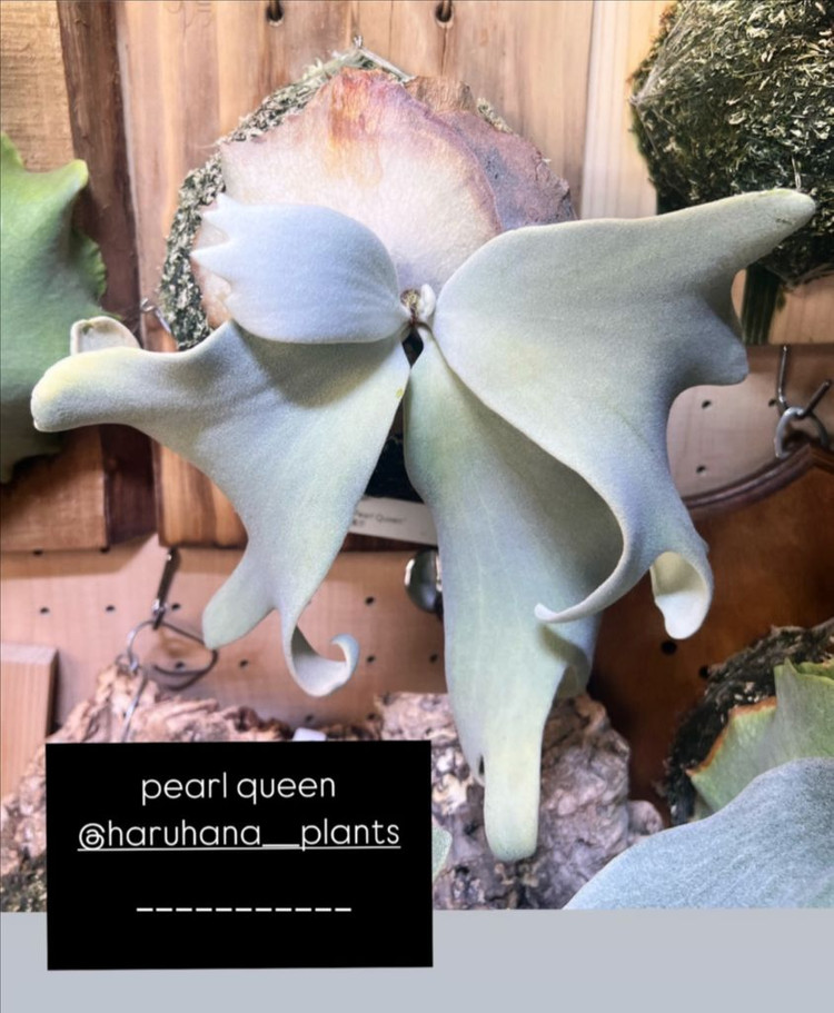 박쥐란 펄퀸 OC의 펍 from 하루하나--1