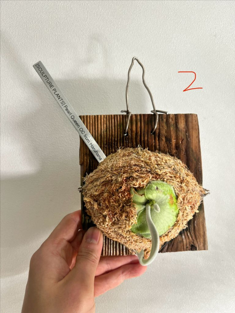 박쥐란 펄퀸 OC의 펍 from 하루하나--3