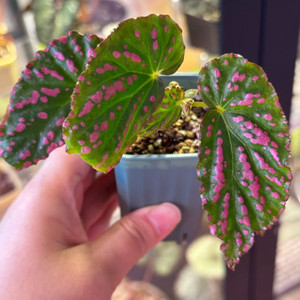 네그로센시스 베고니아