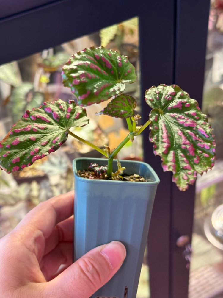 네그로센시스 베고니아--1