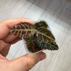 정글플랜트 라비시아 핑크 1번