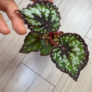 베고니아 페어리테일